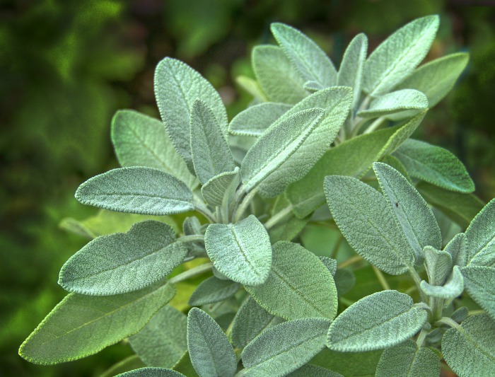 sage leaves are great used in stuffings and to flavor rich meats