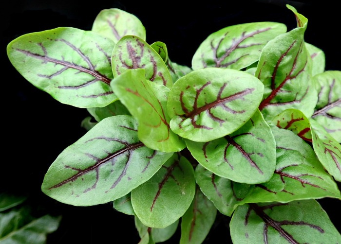Sorrel has a sharp lemony flavor.