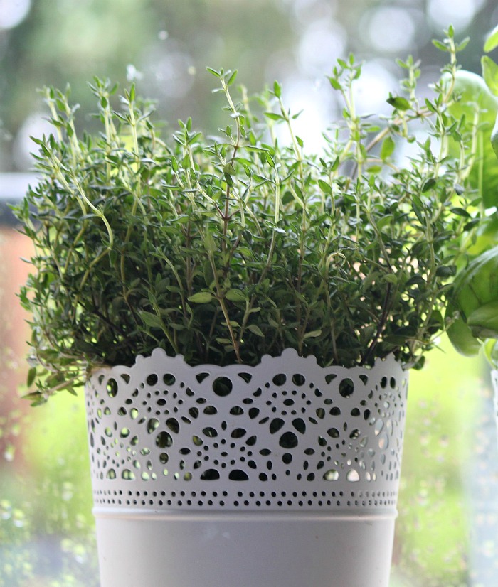 Thyme is a versatile herb that is cold hard to zone 5.