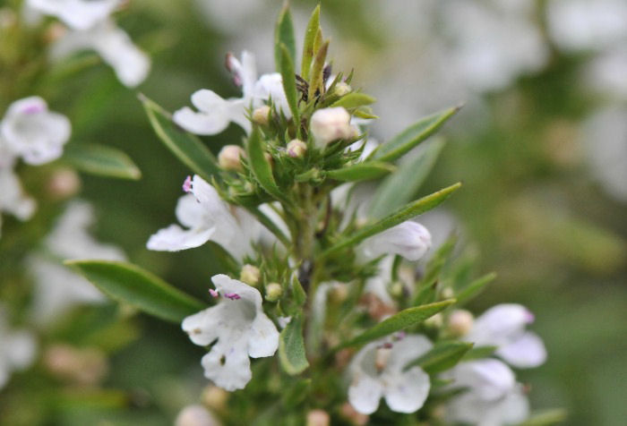Winter savory is a perennial.