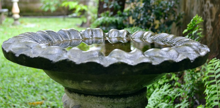 Clean bird bath with water in it.