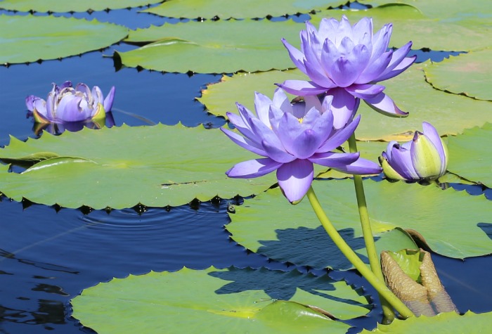 Blue Cloud Waterlily