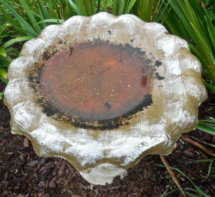 Dirty bird bath with algae