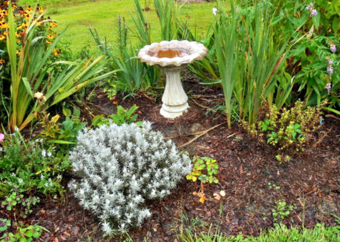 Dirty bird bath in a garden bed that needs weeding.