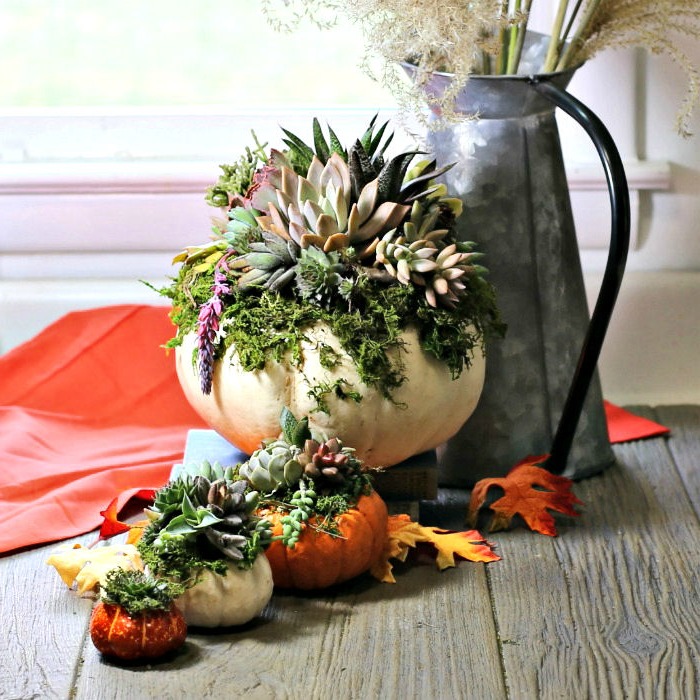 Succulent pumpkin planters