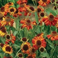 Outsidepride Helenium Autumnale - 2000 Seeds