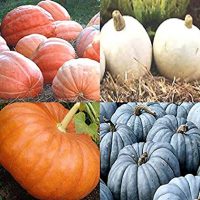 BIG PACK (80-90+) Dill Atlantic Giant, Casper White, Cinderella Rouge vif D'Espampes, Jarrahdale Blue Pumpkin Seeds 