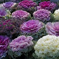Seeds Edible Cabbage Ornamental Decorative Large-Leaved Beatiful Flower Cut Organic Ukraine