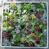 100 (40 varieties) Succulent CUTTINGS great for Vertical Gardens & wreaths & topiaries
