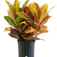 Costa Farms Croton Petra Live Indoor Floor Plant in 8.75-Inch Grower Pot