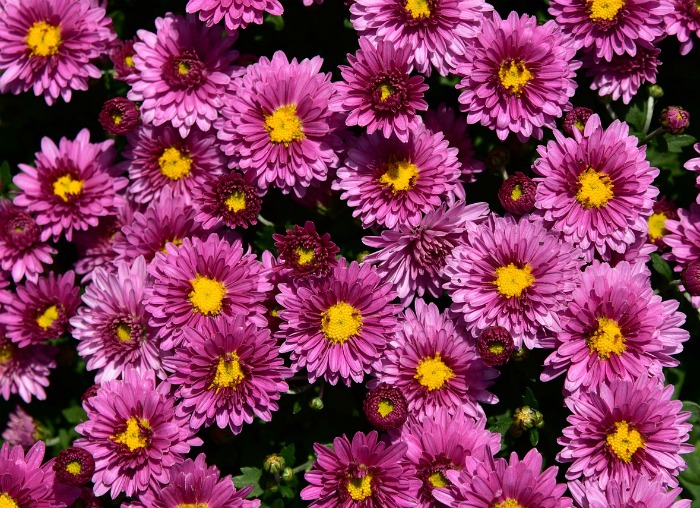 Asters