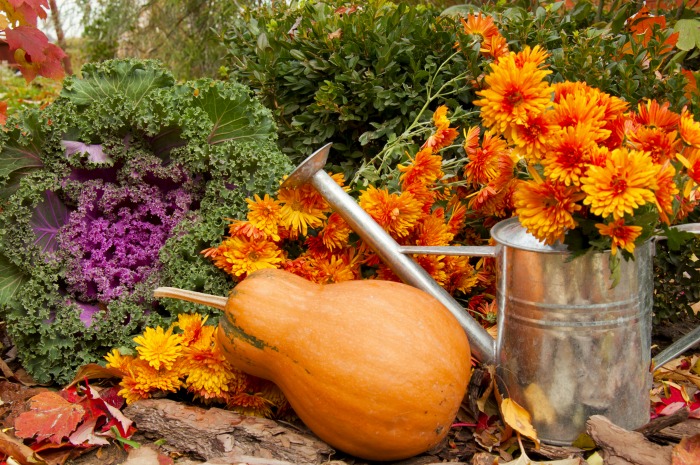 Fall garden scene. Decorating with greenery starts in the garden.