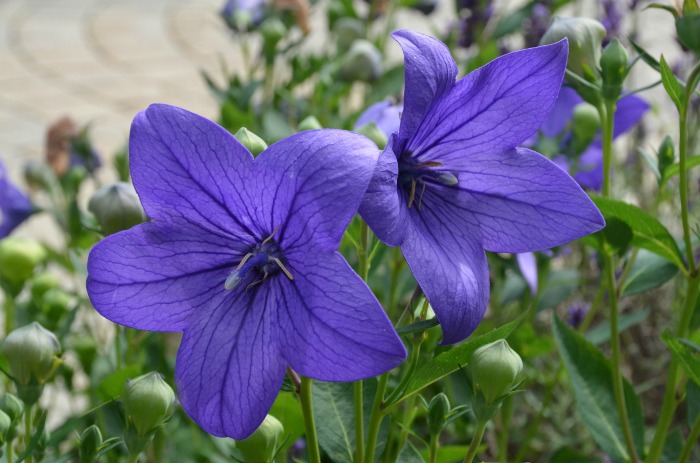 Balloon flowers bloom in late summer and early fall