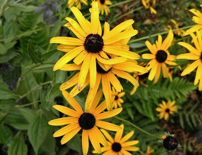 Black eyed Susan