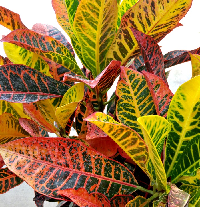 Crotons bring fall color to any garden setting