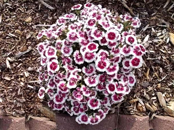 Dianthus will bloom until October