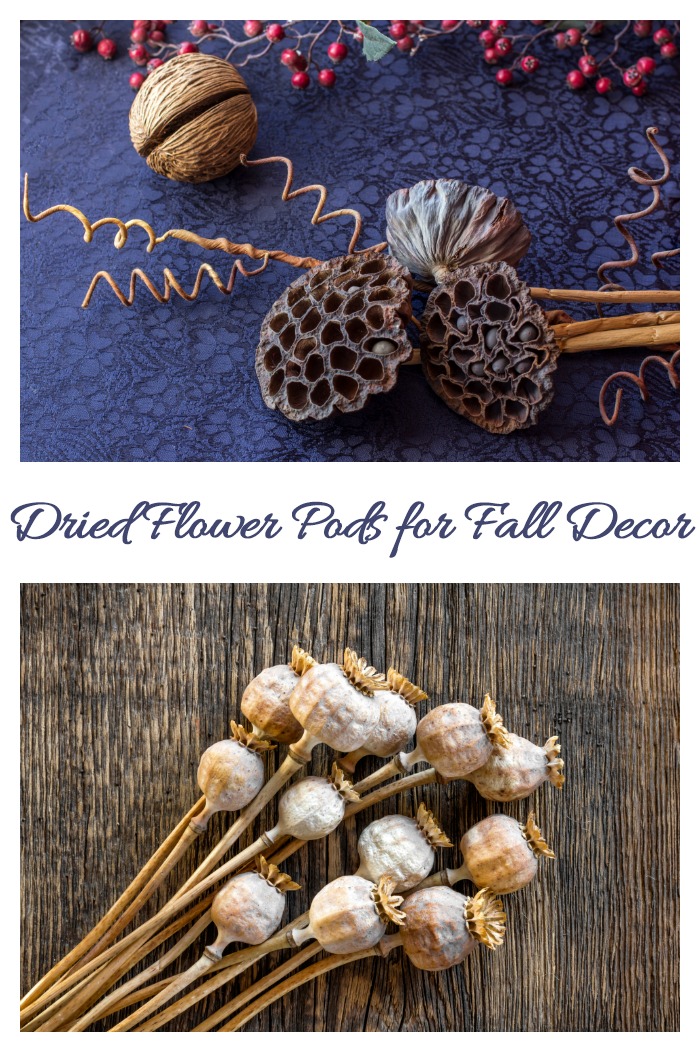Dried lotus and poppy flower pods for decorating with natural elements