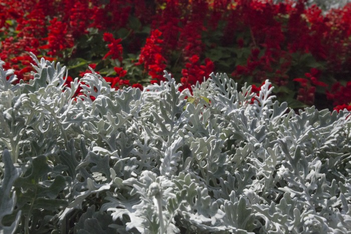 Dusty miller plants in front of red flowers.