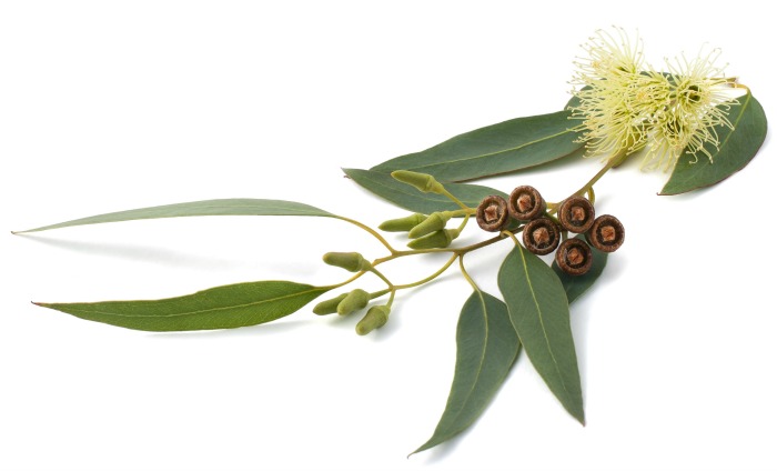 eucalyptus leaves and nuts.