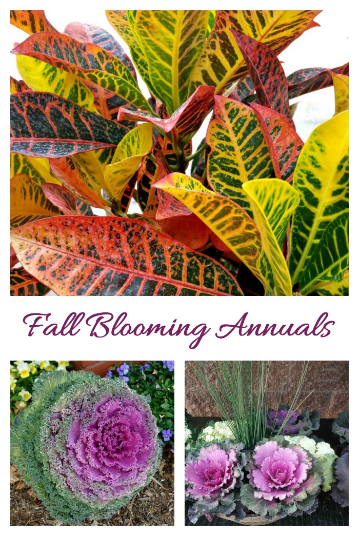 Collection of fall blooming annuals