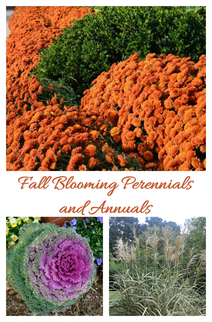 Fall blooming perennials and annuals