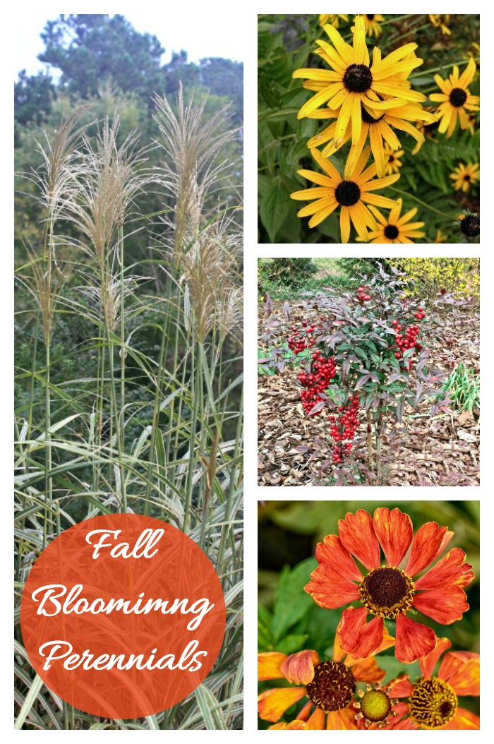 Perennials that bloom in the fall