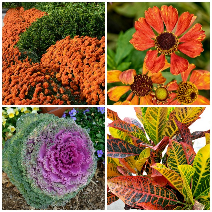 Fall Blooming Perennials and Annuals for Bold Color