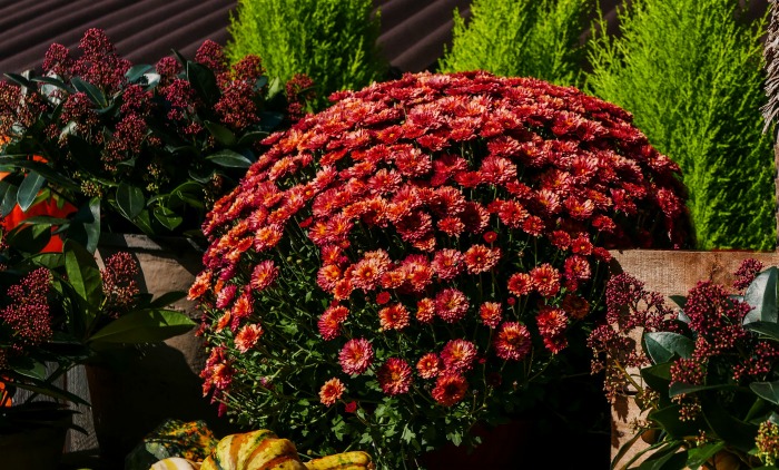 Fall flower scene