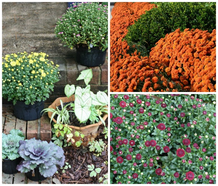 garden mum add a great splash of fall color