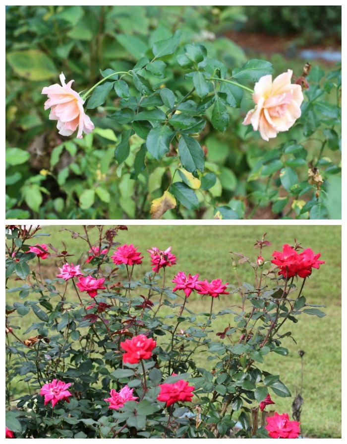 Repeat blooming roses will bloom right up until frost in the fall