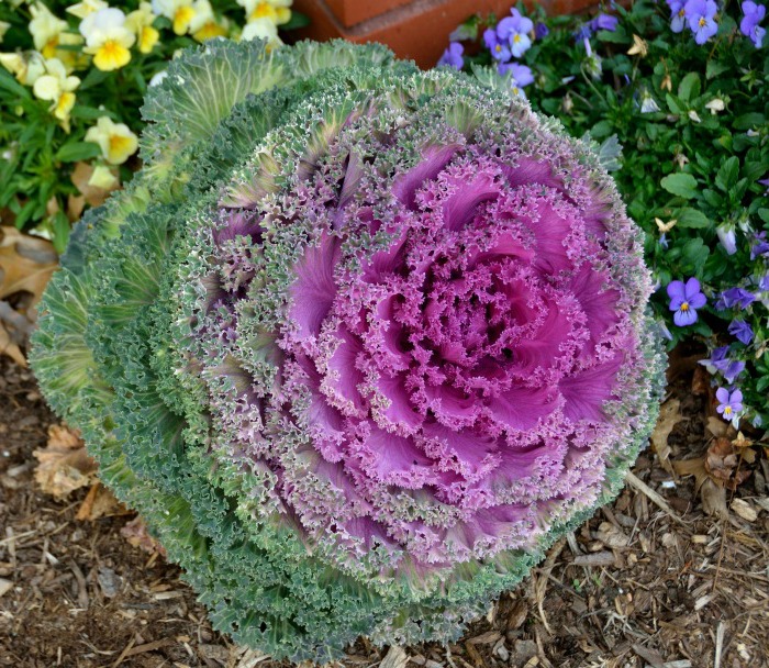 Flowering kale