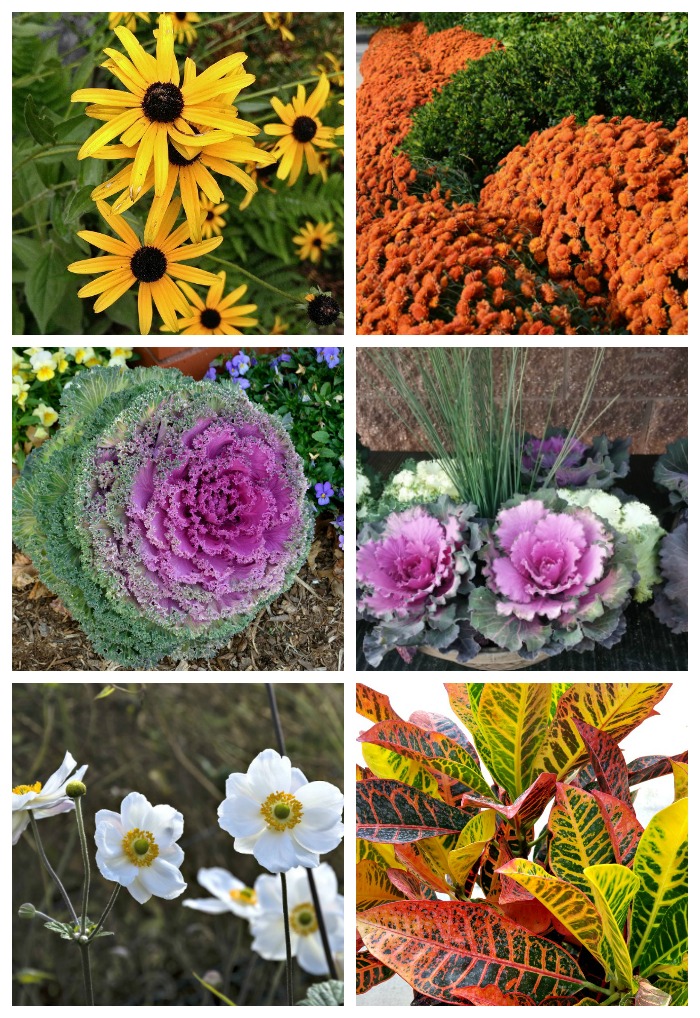 Flowers for Fall temperatures