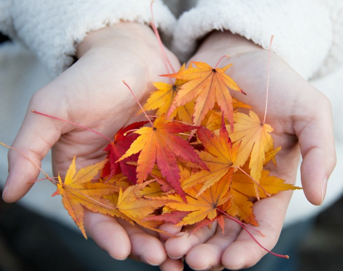 hands holding leaves for natural home decor