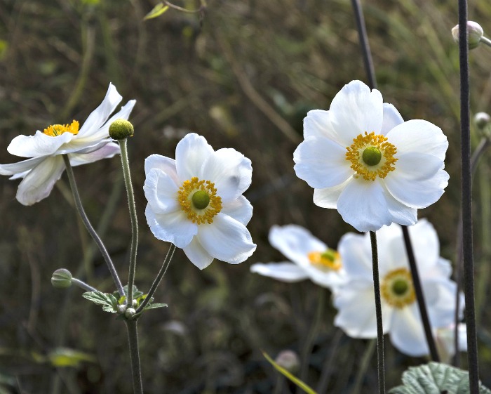 Japanese anemone blooms in late summer and early fall