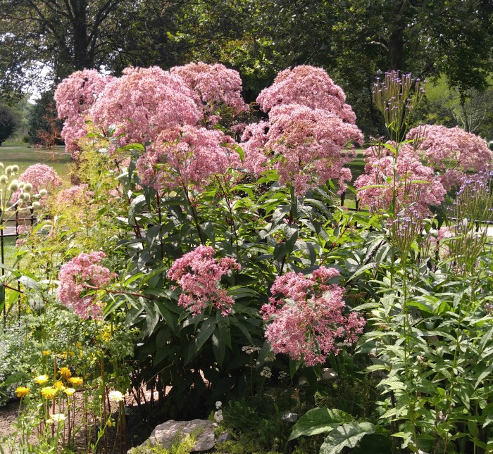 Joe Pye Weed flowers well into fall.