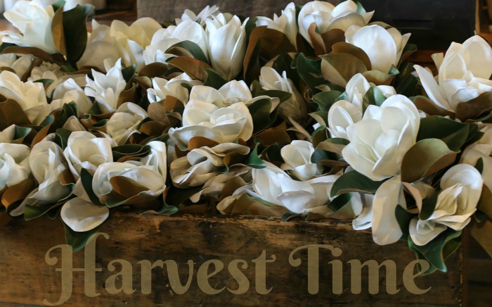 Magnolia blossoms in a box