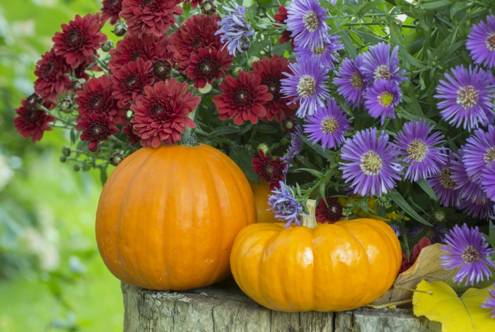 Fall flowers with pumpkins.