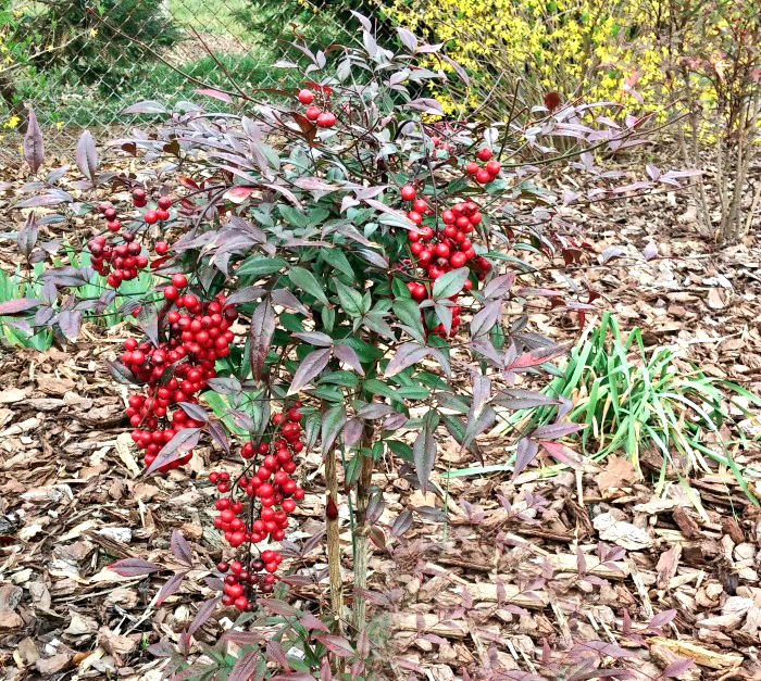 Nandina sets berries in the fall