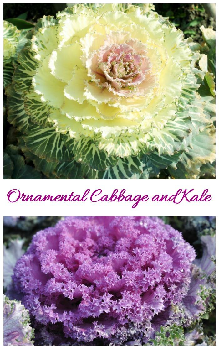 Ornamental cabbage and Kale plants in a collage.