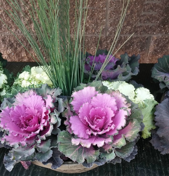 Ornamental cabbage is a cool season plant