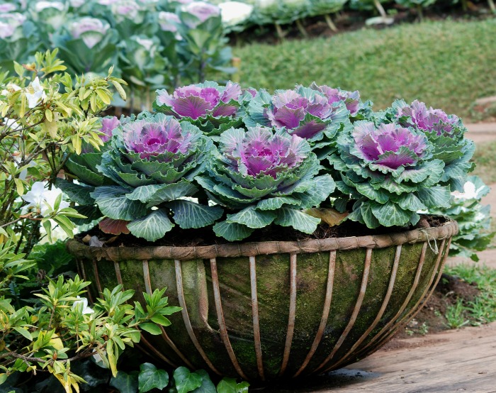 Basket of ornamental kale.