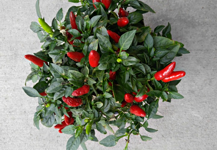 Ornamental pepper plant