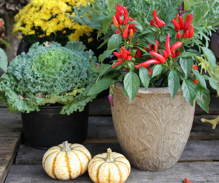 Ornamental peppers are great in fall decor projects