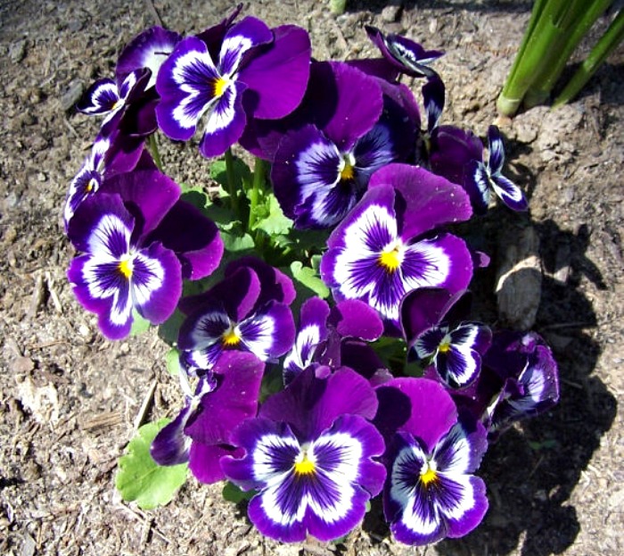 Pansies can take temperatures to about 20 degrees