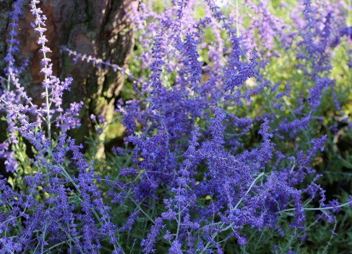 Russian Sage