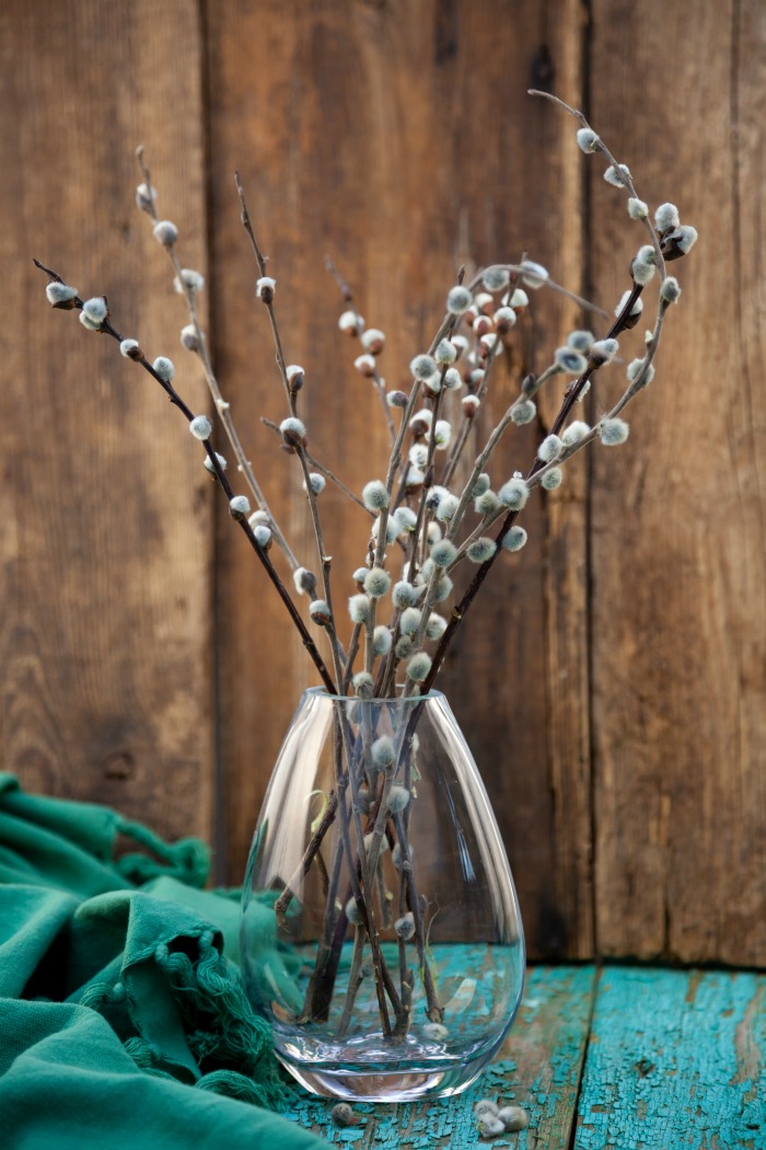 Pussy willows in a clear vase.
