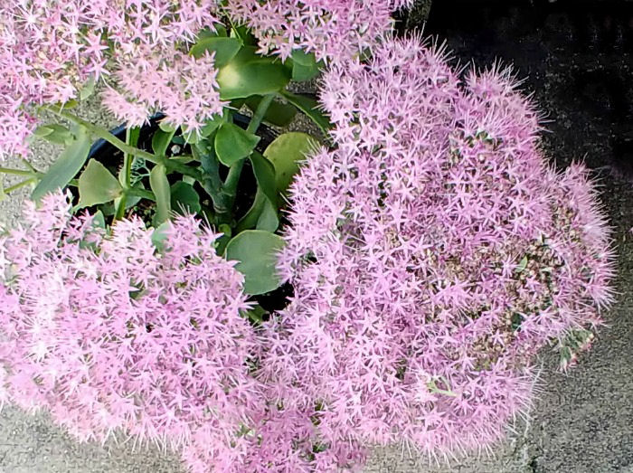 Sedum Autumn Joy