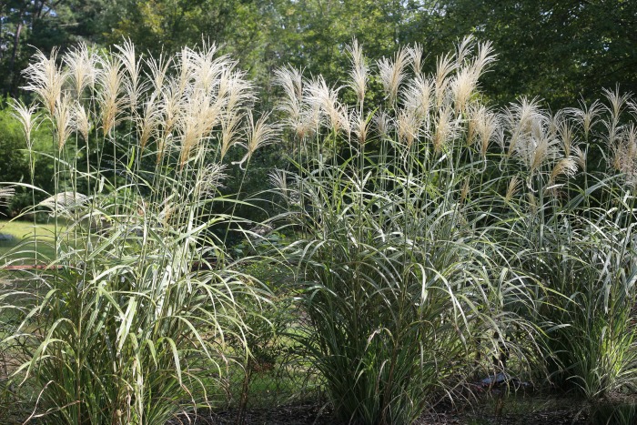 Silver grass with fronds
