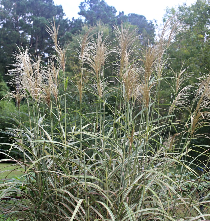 Japanese silver grass