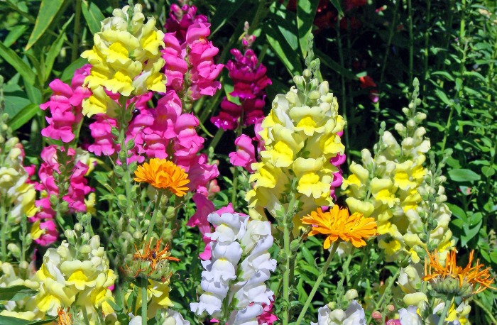 Snap dragons bloom right up to the first frost